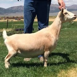 nigerian dwarf dairy goats for sale in colorado